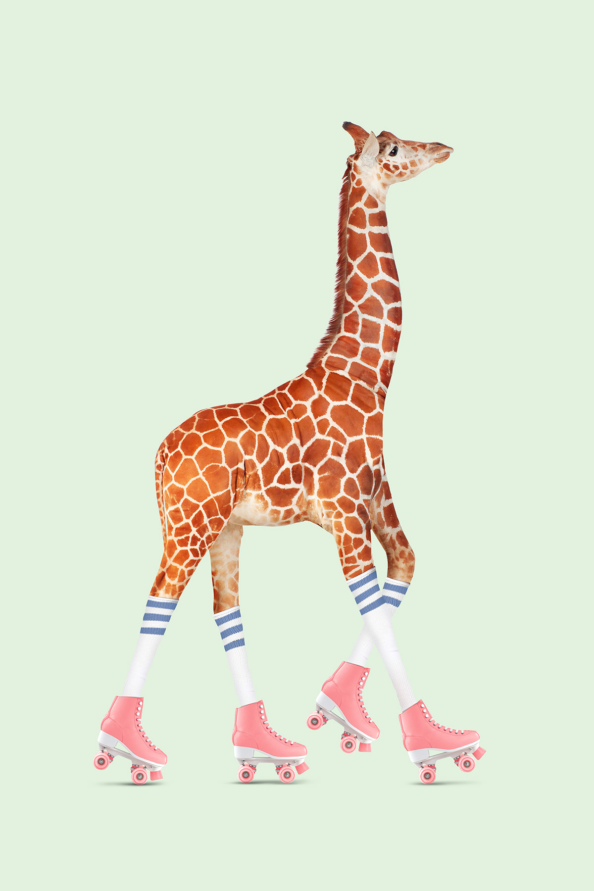 Постеры с жирафами